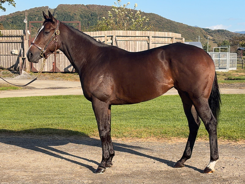 フェブラリースカイ