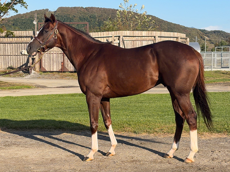 タイキインドラ