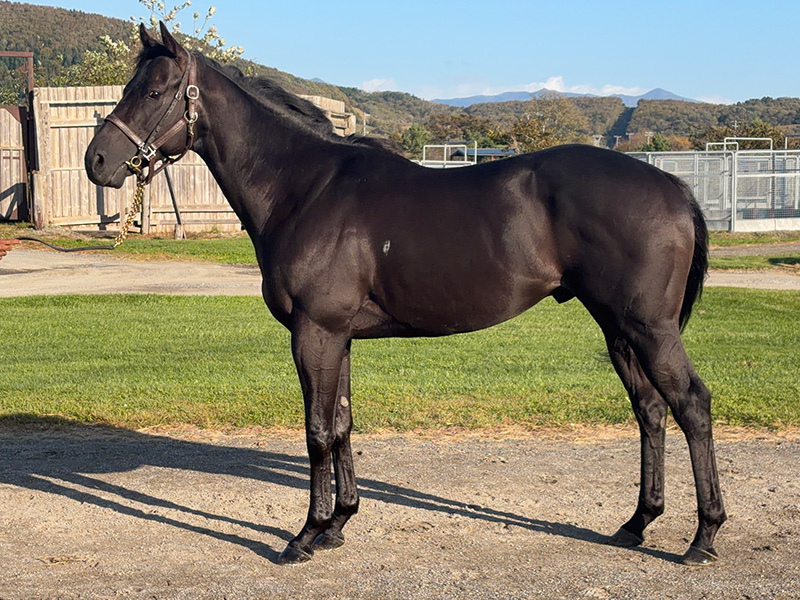タイキオーベロン