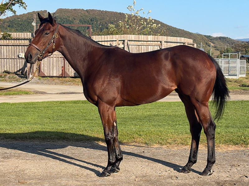 ミニョンマルーン