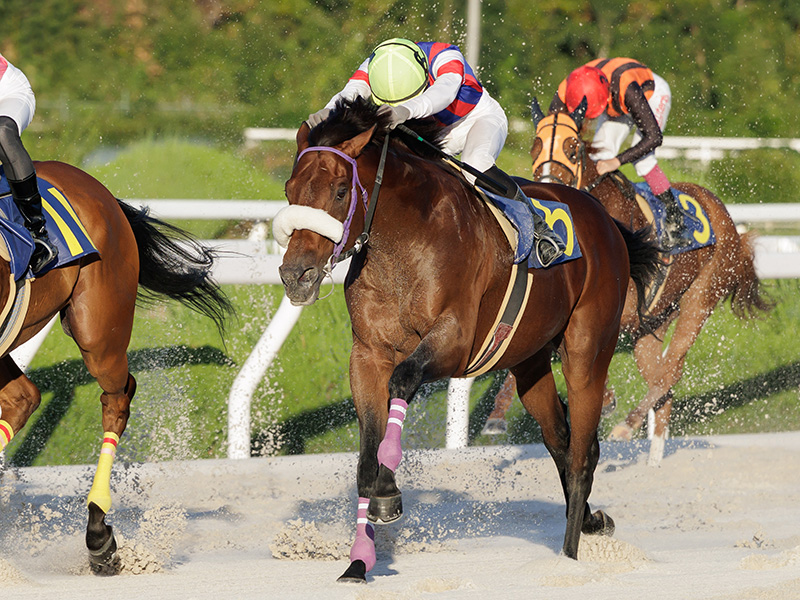 タイキザモーメント