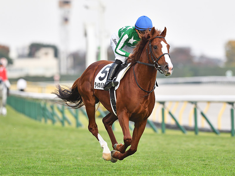 タイキバルドル