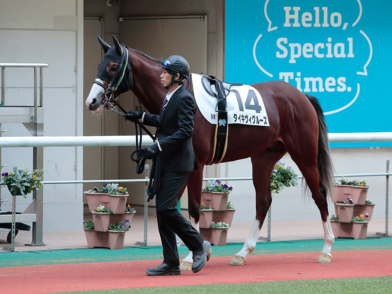 タイキヴィグルーズ