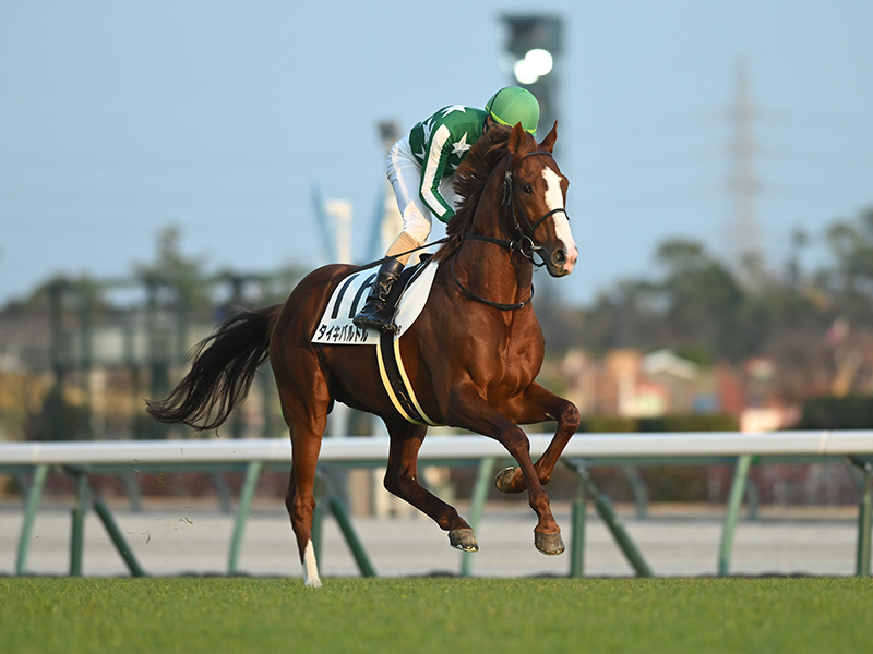 タイキバルドル