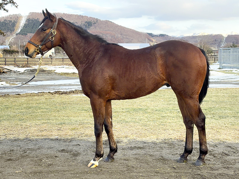 スパークスフライの24年産