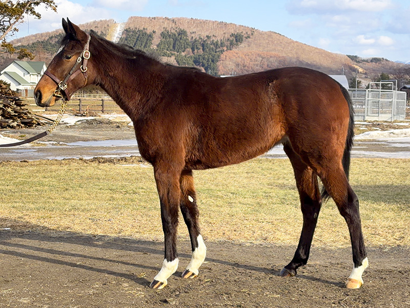 アヴァンセヴェリテの24年産