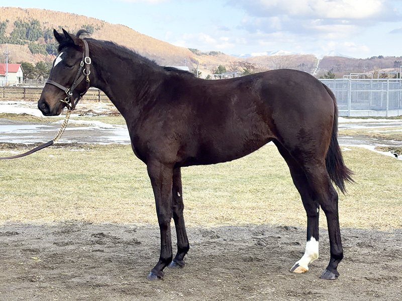 デルニエエトワールの24年産