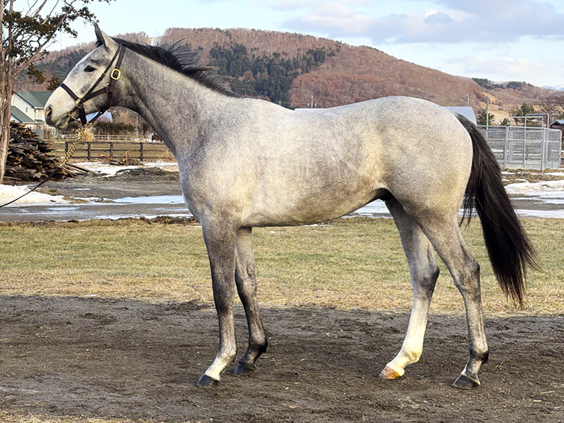 クロフネビームスの24年産