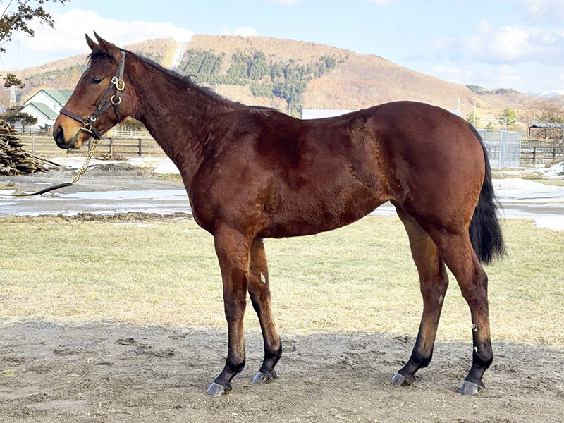 タイキマロンの24年産
