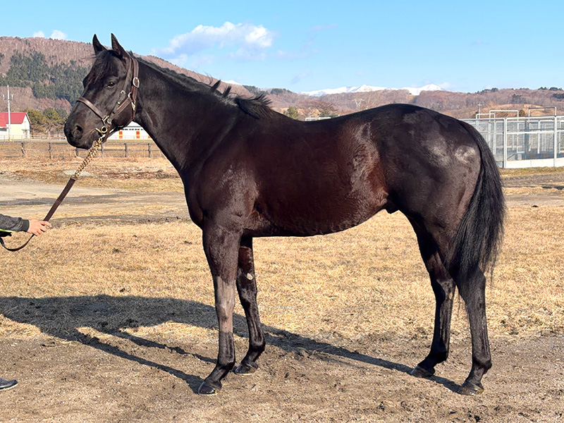 タイキオーベロン