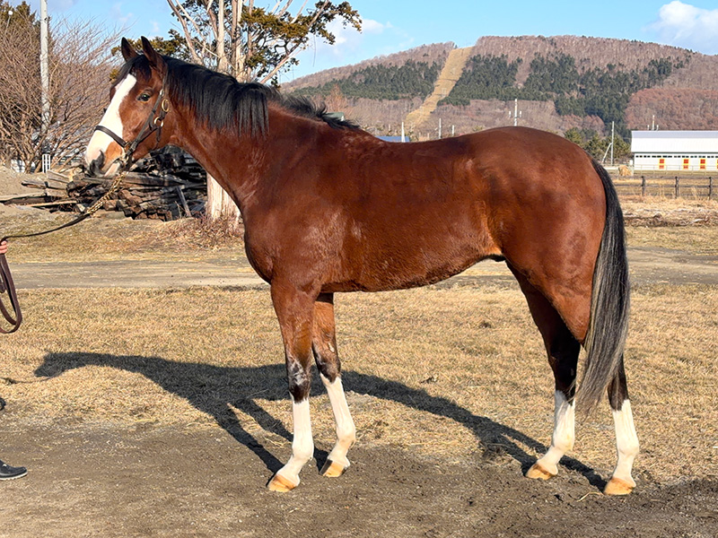 タイキヴィグルーズ
