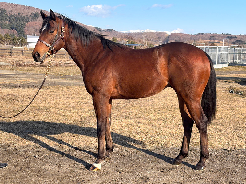 スパークスフライの24年産