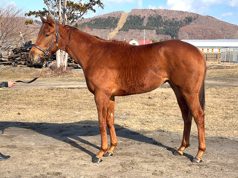 イングレーヴの24年産