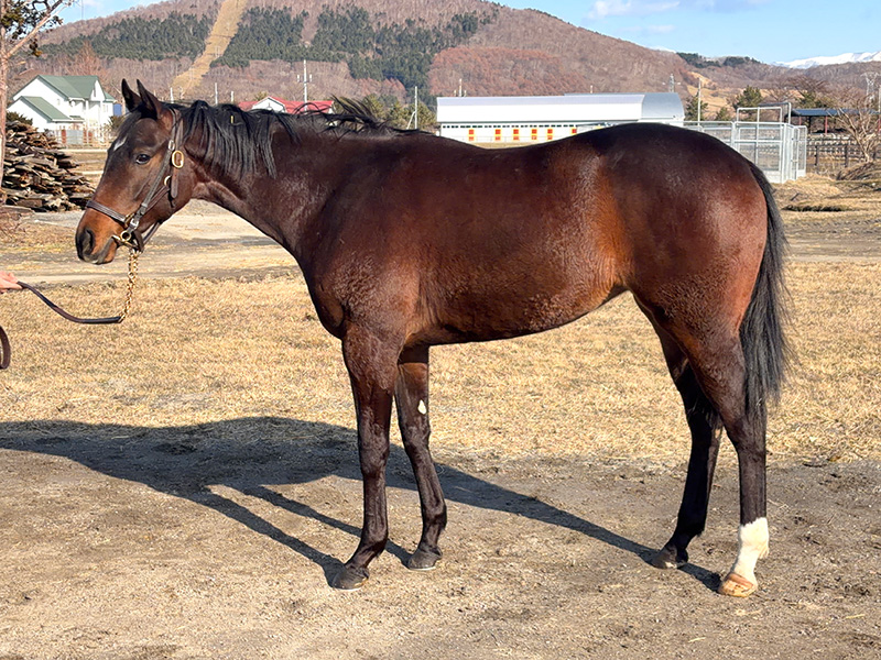 クラウンアゲンの24年産