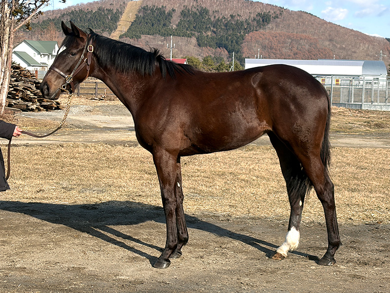 デルニエエトワールの24年産