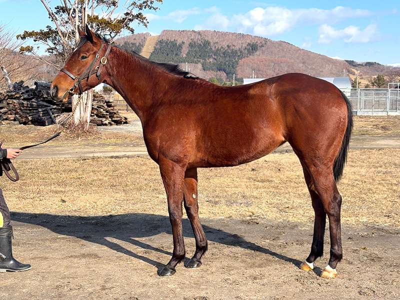 ピアレジーナの24年産