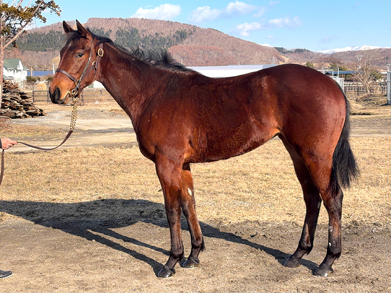 タイキマロンの24年産