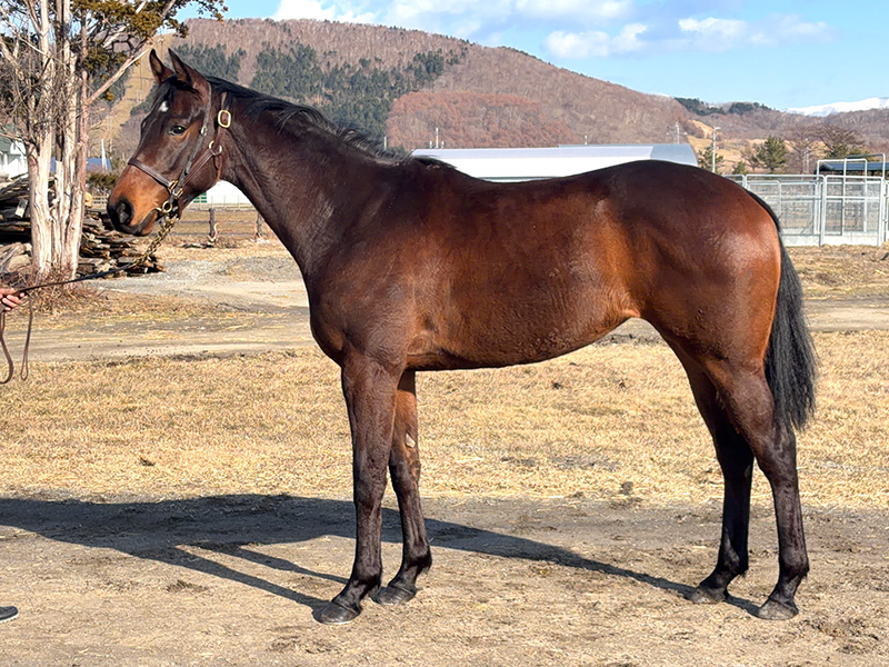 ブラックフェアリーの24年産